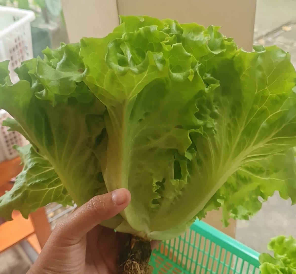 Surya Hamidaturrazky tweet media