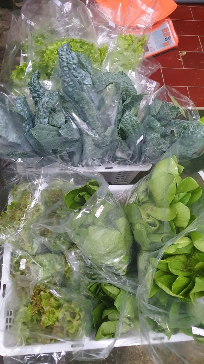 Surya Hamidaturrazky tweet media