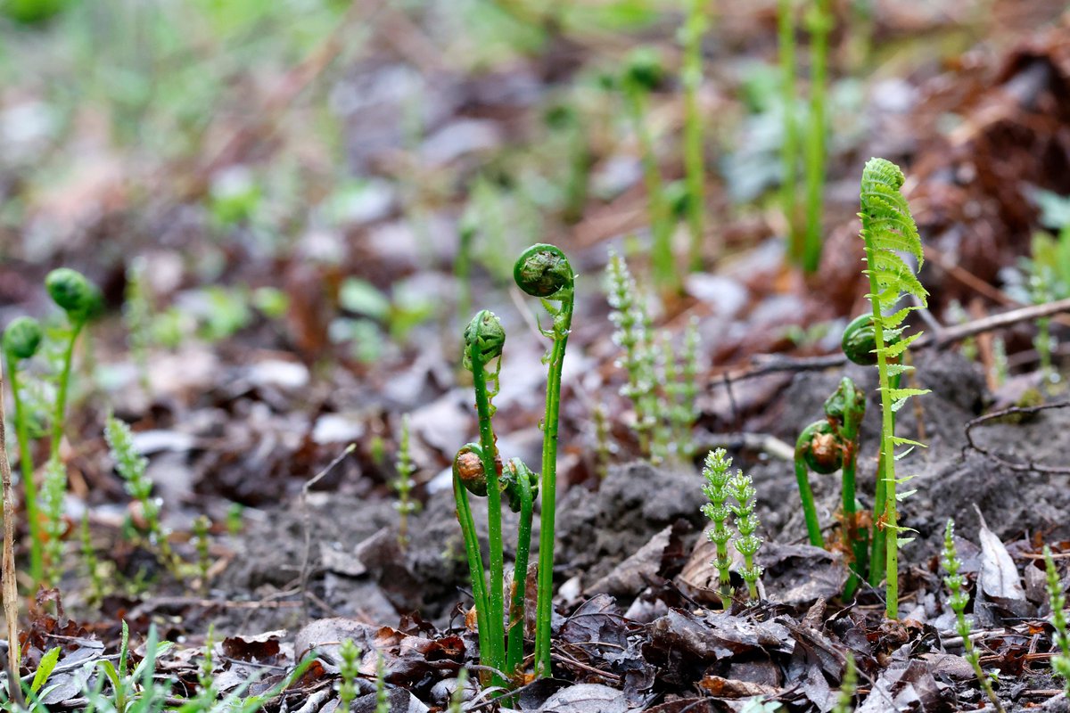 AuCanada's tweet image. Les têtes de violon et la rhubarbe sont les premiers produits à pousser chaque année, apportant une touche de fraîcheur et lançant la nouvelle saison sur les marchés fermiers. Quel produit local avez-vous hâte de découvrir ce #printemps? 🌱🍁