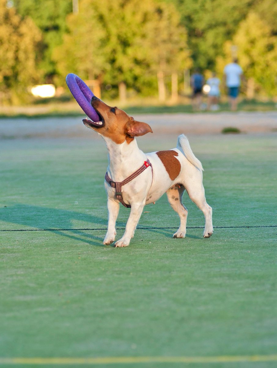 makemydogsmile's tweet image. 🎉 Review your dog’s favorite trick this week!
Repetition = mastery 🧠🐾

🛒 Everything you need: makemydogsmile.com

#DogTraining #DogTricks #PetTips #DogAdvice #DogOwners #TrainingDogs #DogLife #PetCare #DogSupplies #HappyDogs