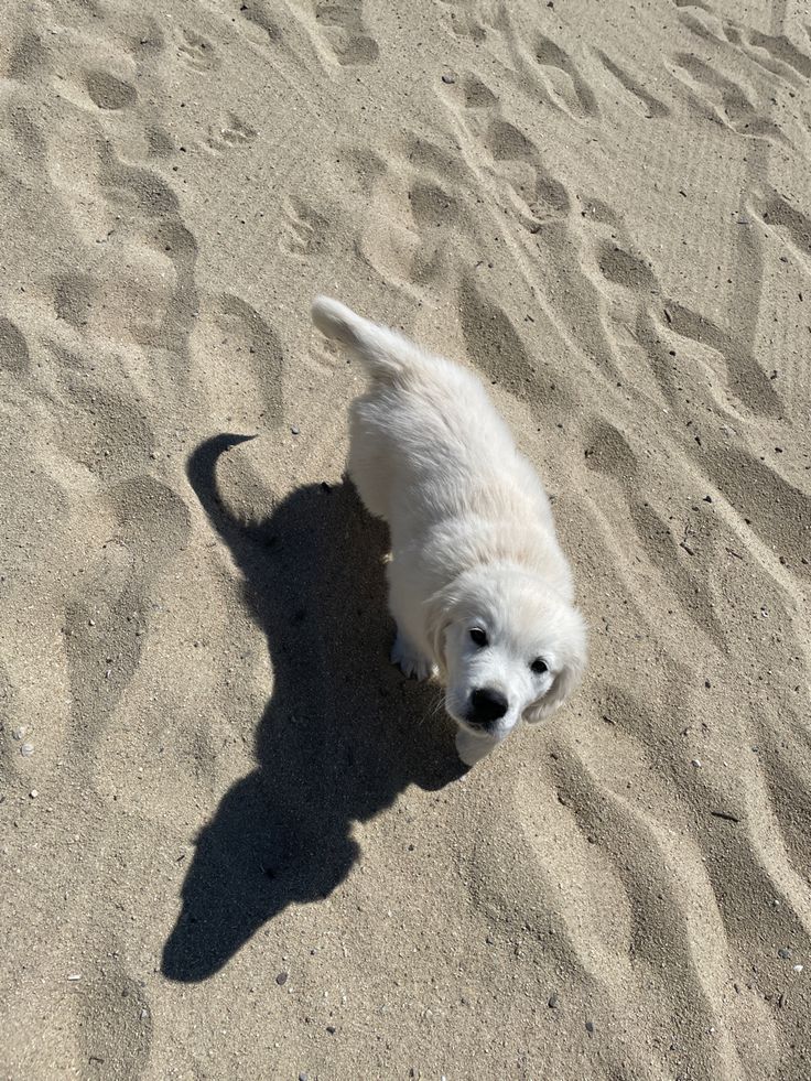 Doglover tweet media