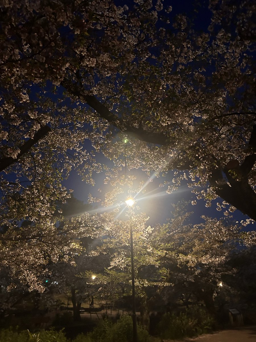 Mjd430824's tweet photo. ４月６日夙川夜桜とっても良かった桜🌸 https://t.co/PCElgyQfcO