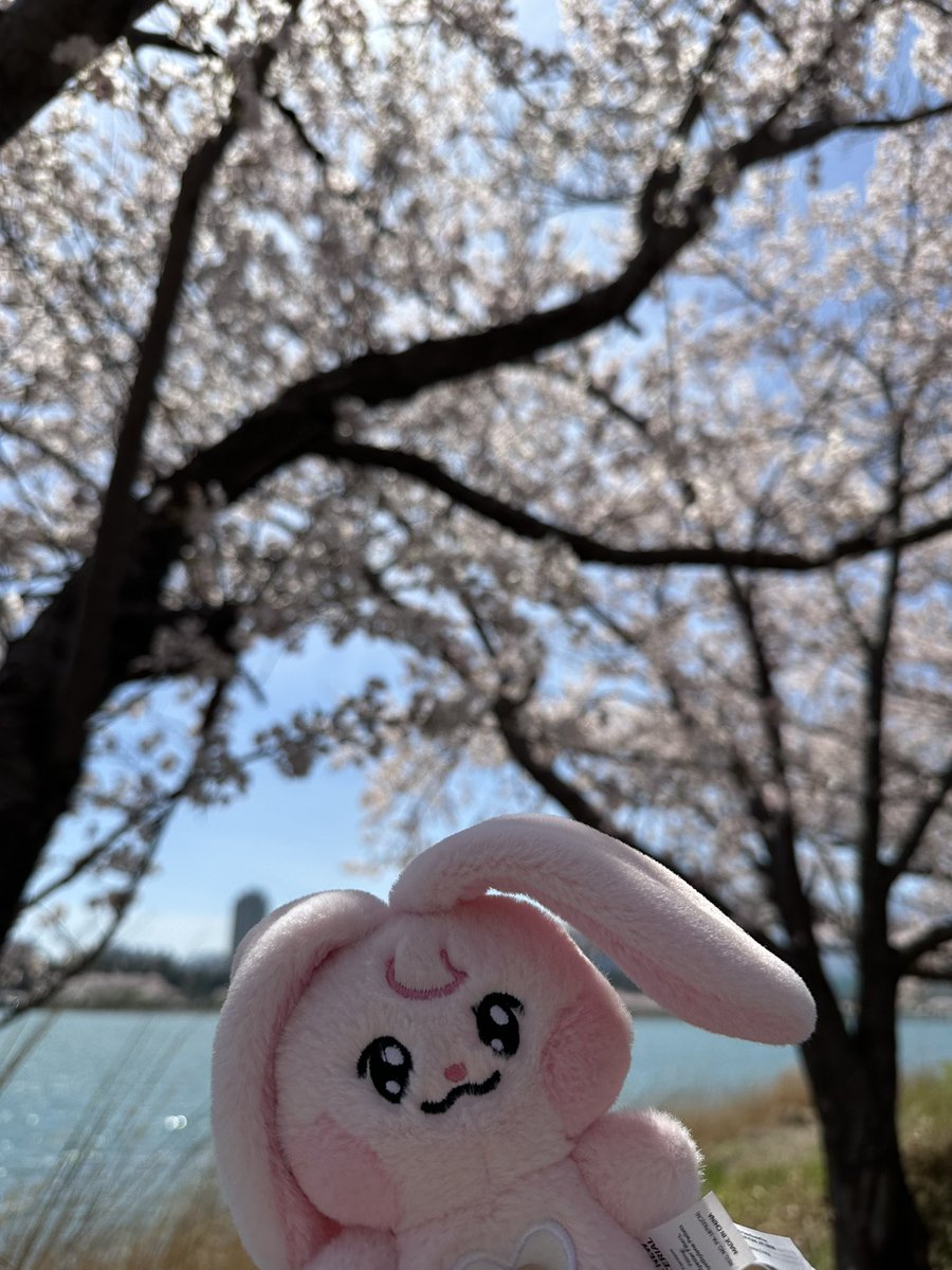 뀨핑이랑 낙산사와 영랑호 벚꽃구경다녀옴
#나나생각중 #뀨핑