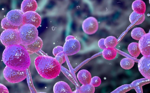 🧵The ultimate candida thread🧵 Most people don't really understand how ...