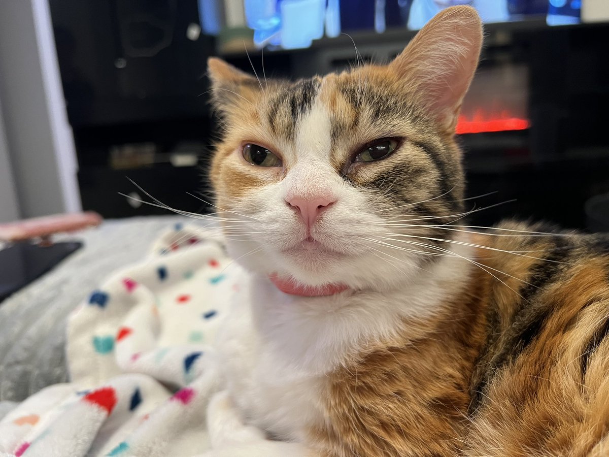 𖤣𖥧 𖡼. celery 𖡼.𖤣𖥧 tweet media