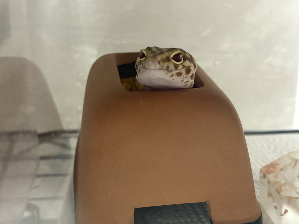 優等生ちゃん