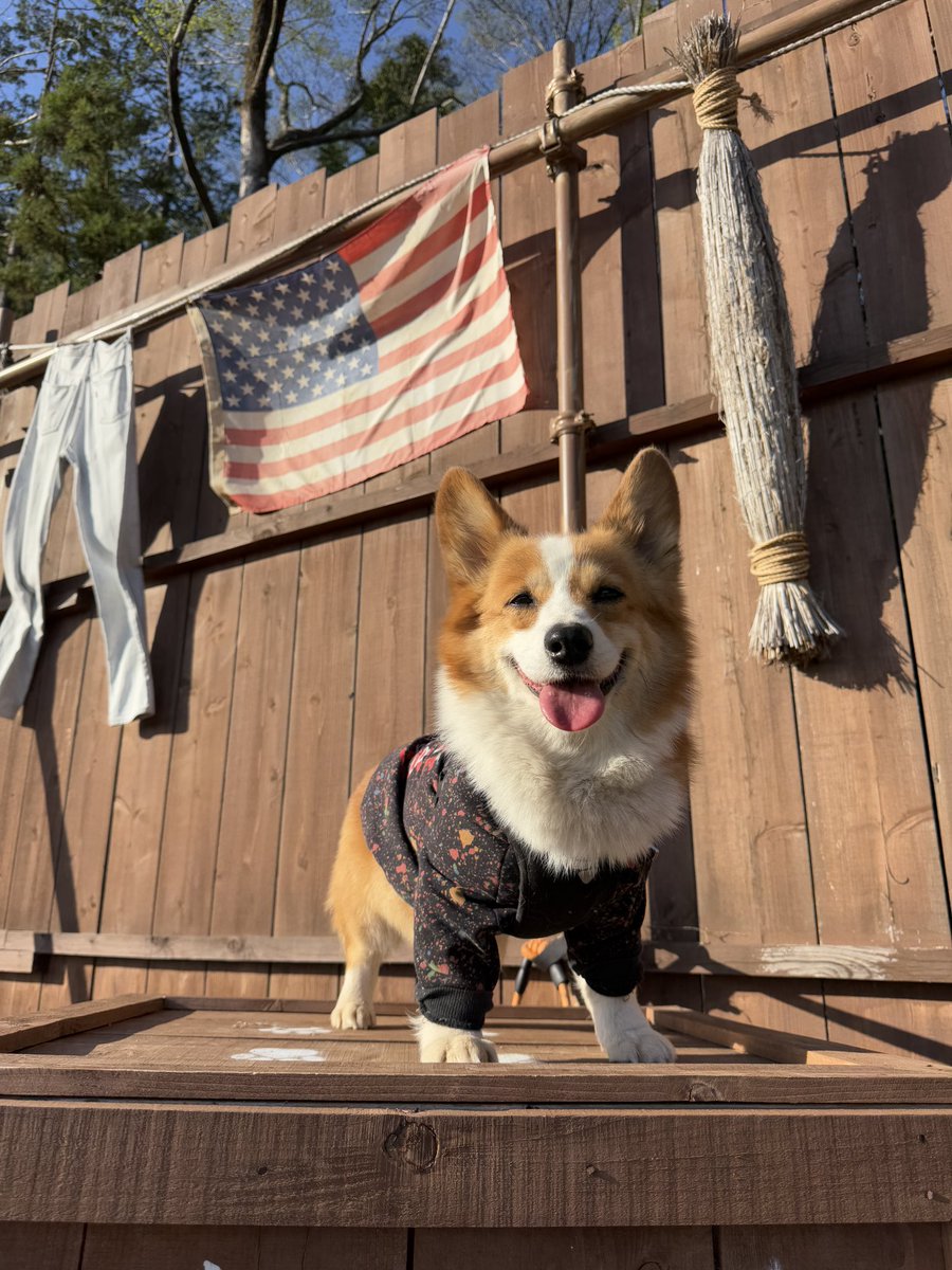 ちょびと陸遜と凛太郎と朱凛 tweet media