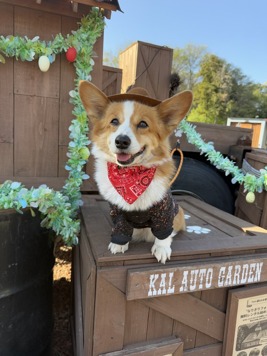 ちょびと陸遜と凛太郎と朱凛 tweet media