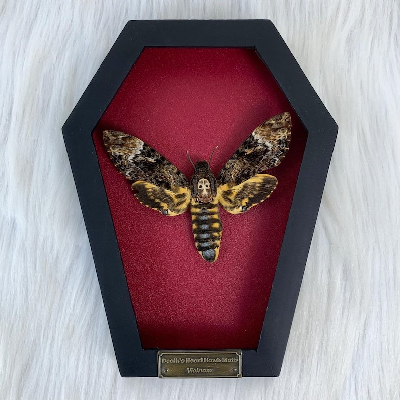 Mistress Nixe 💎💀 tweet media