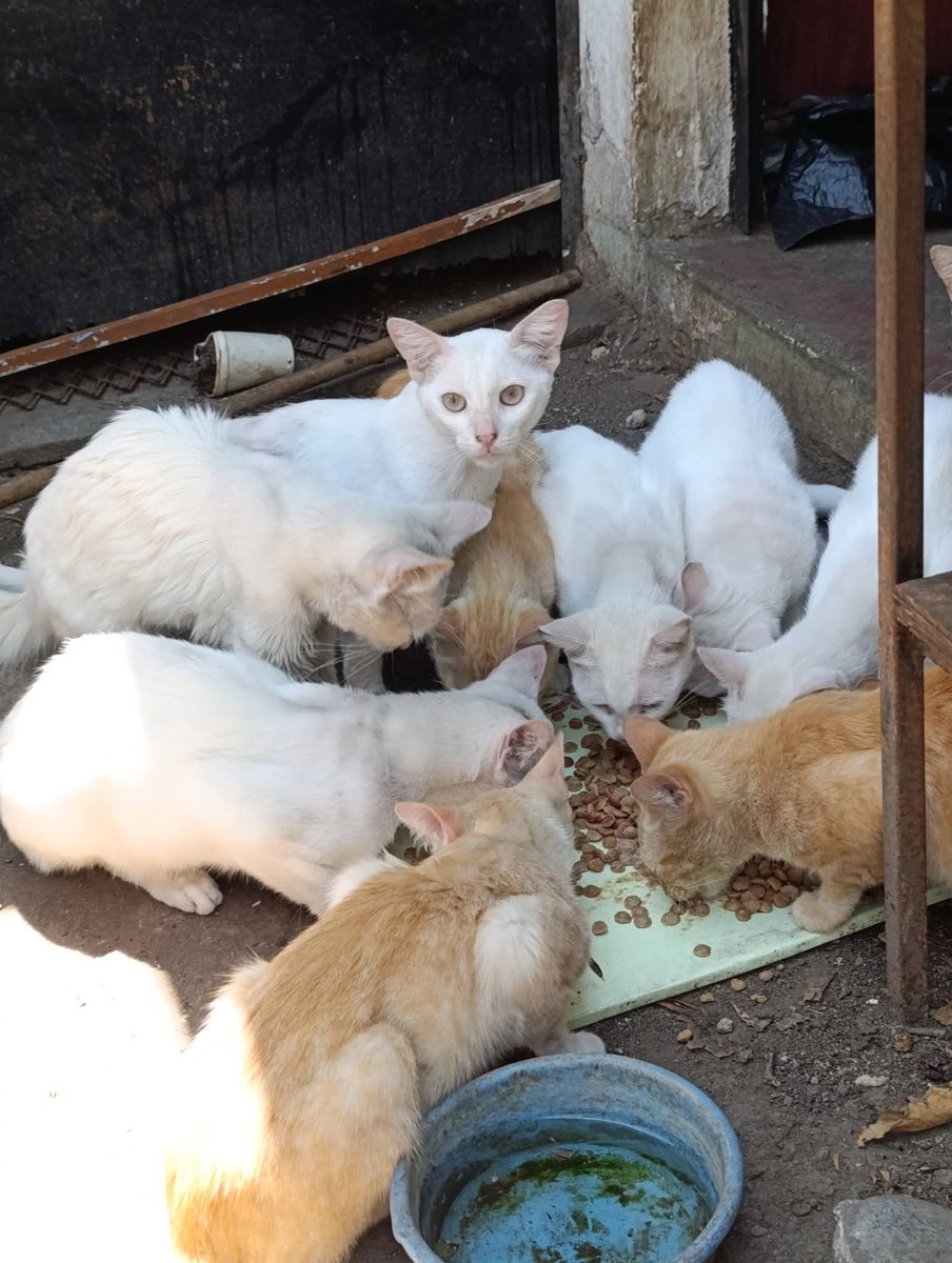 Lyss 🇸🇻 tweet media