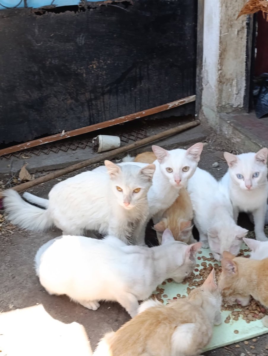 Lyss 🇸🇻 tweet media