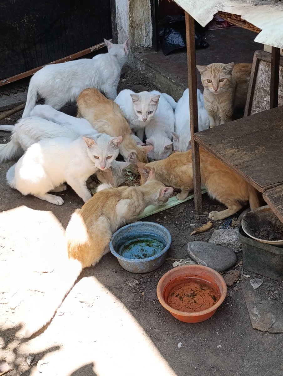 Lyss 🇸🇻 tweet media