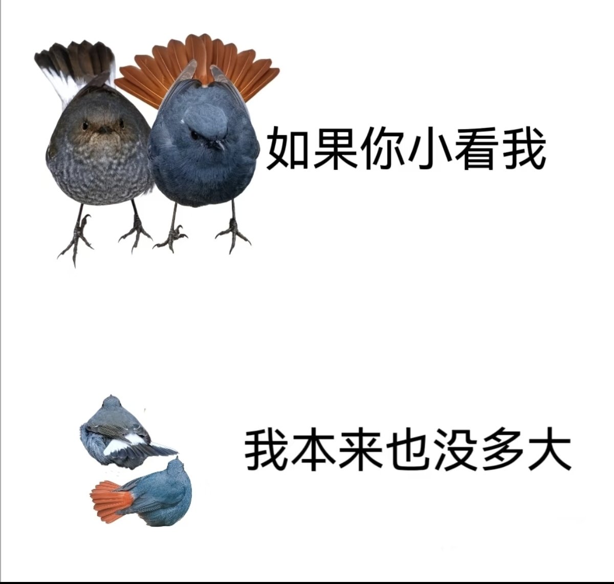 竹师傅小火慢炖 tweet media