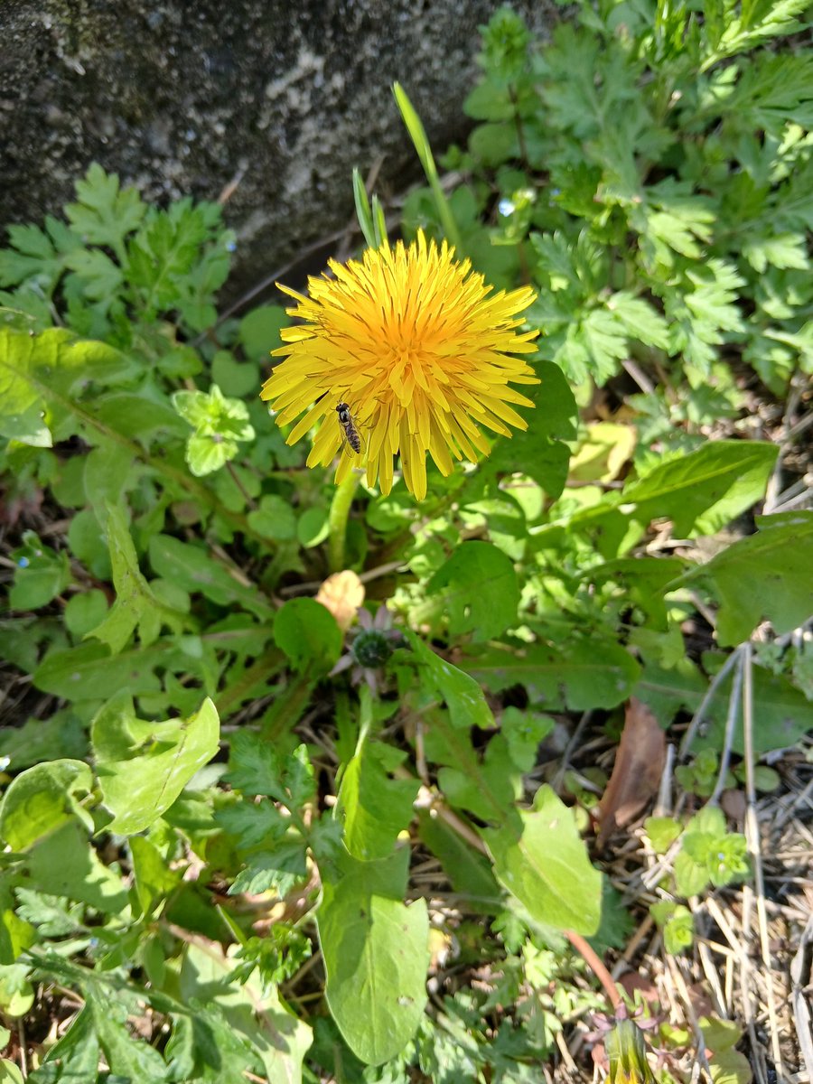 タンポポが可愛くて写真を撮ったら、小さな方が写り込んでいた
お花はいい
虫もいい