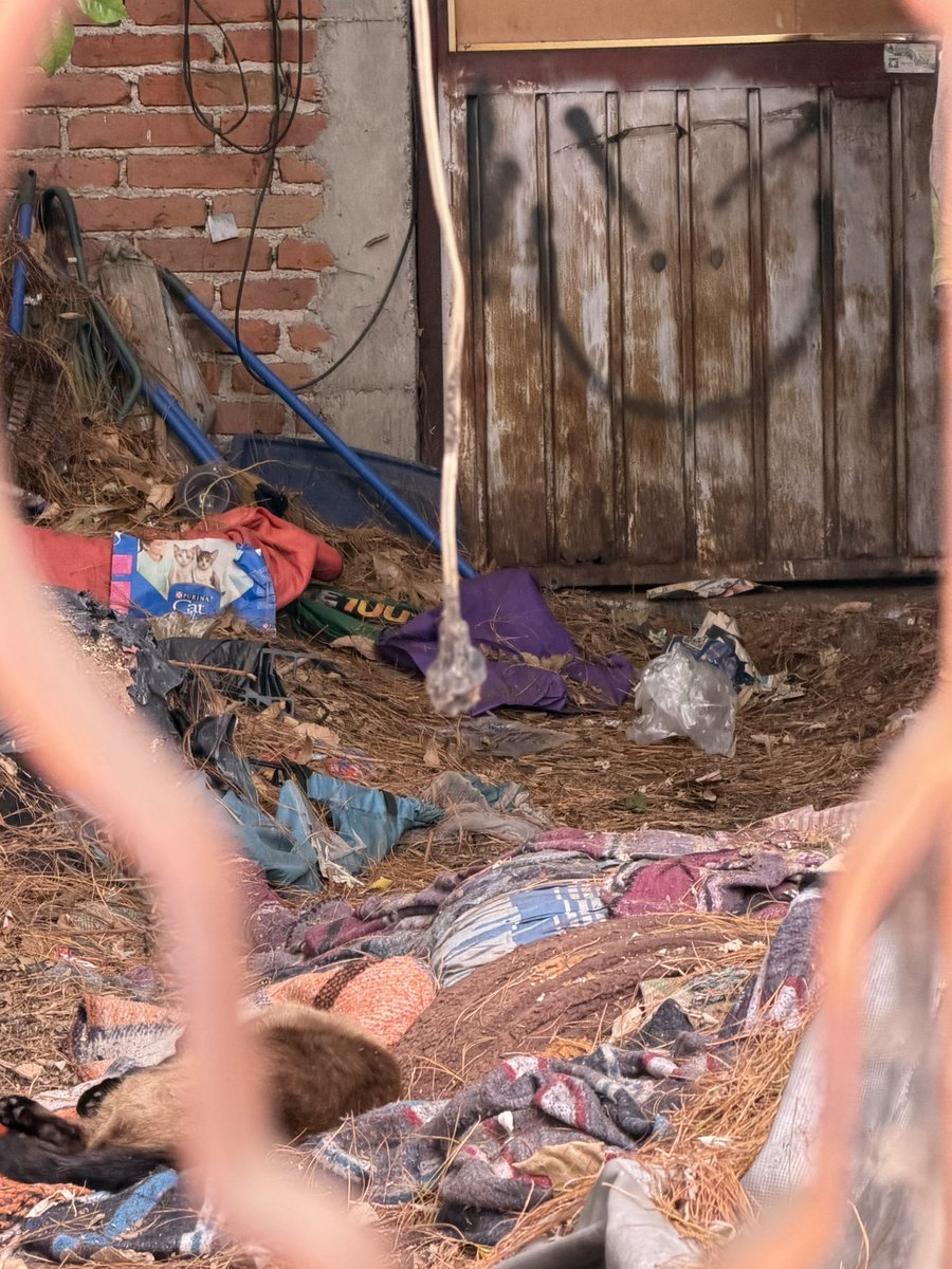 Elena Chávez tweet media