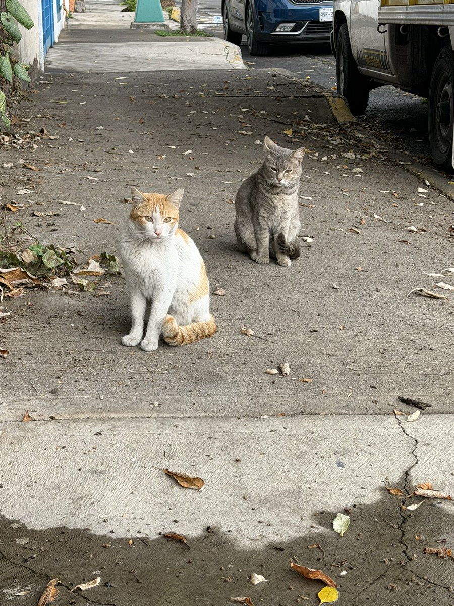 Elena Chávez tweet media