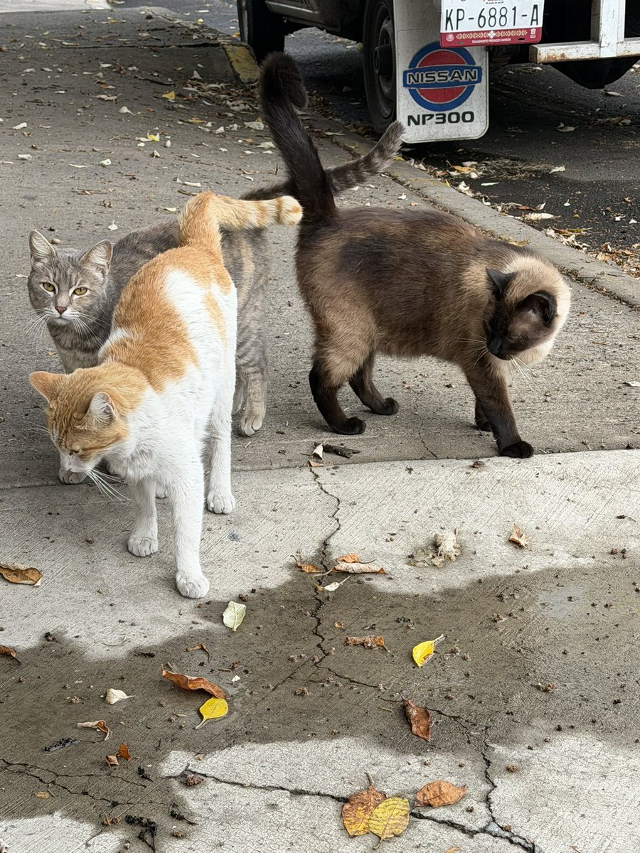 Elena Chávez tweet media