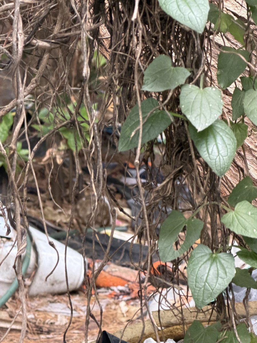 Elena Chávez tweet media