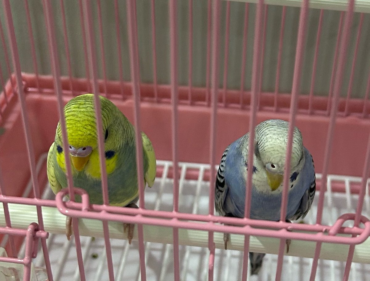 #ofaforpresident tweet media