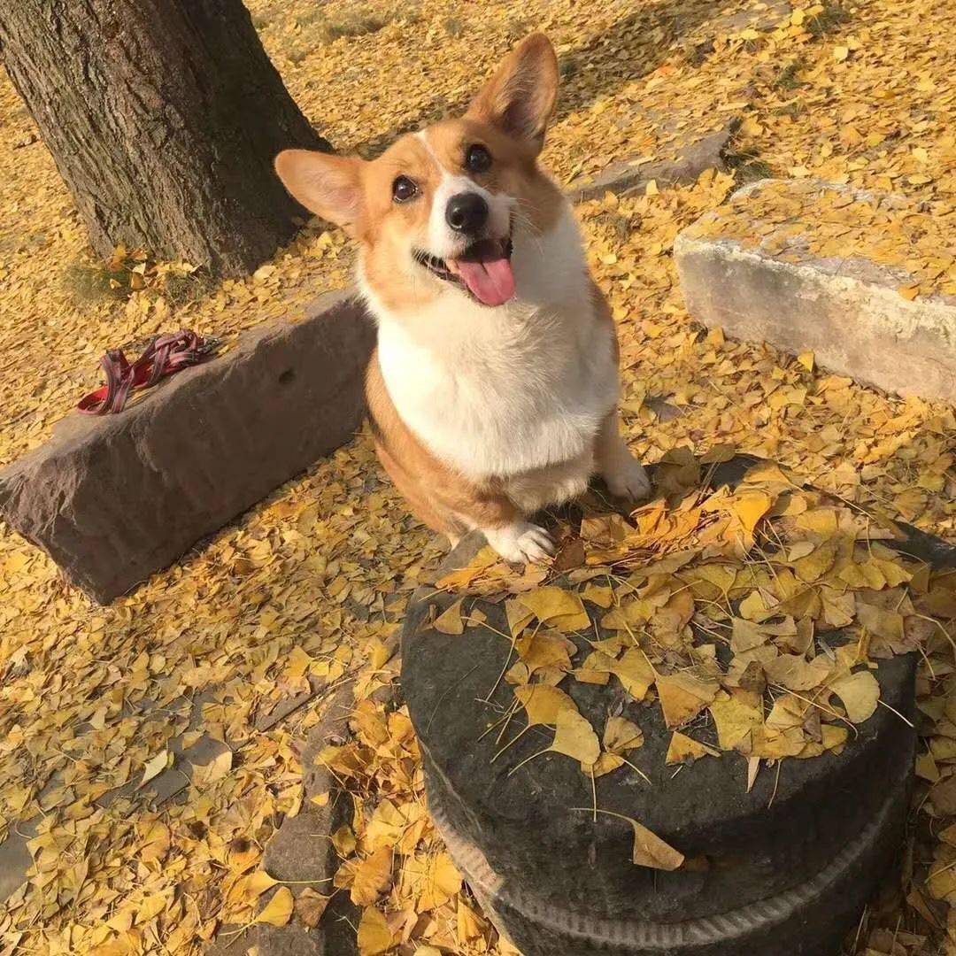 olena_tiron's tweet image. "Your fur baby’s favorite pastime Cuddling with YOU.  #PetLove #PawParade"