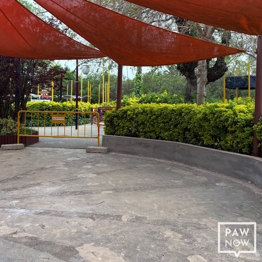 PAW Now 🌐 tweet media