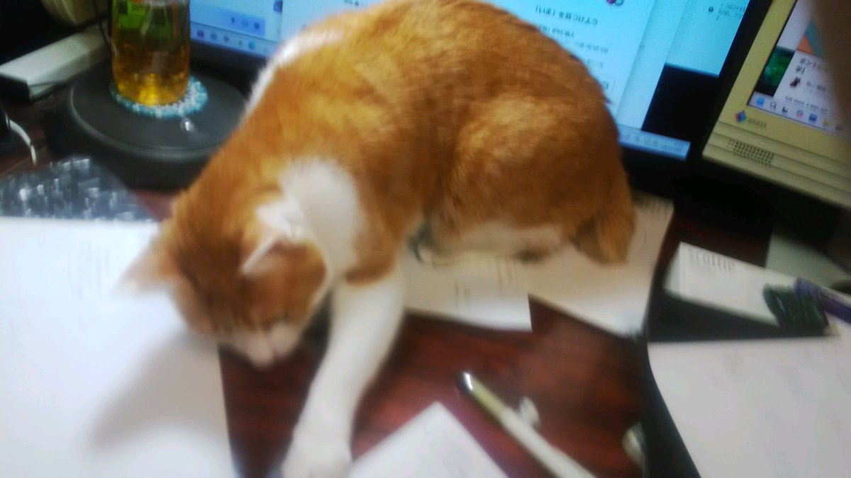 浅美裕子(時々光原伸代理） tweet media