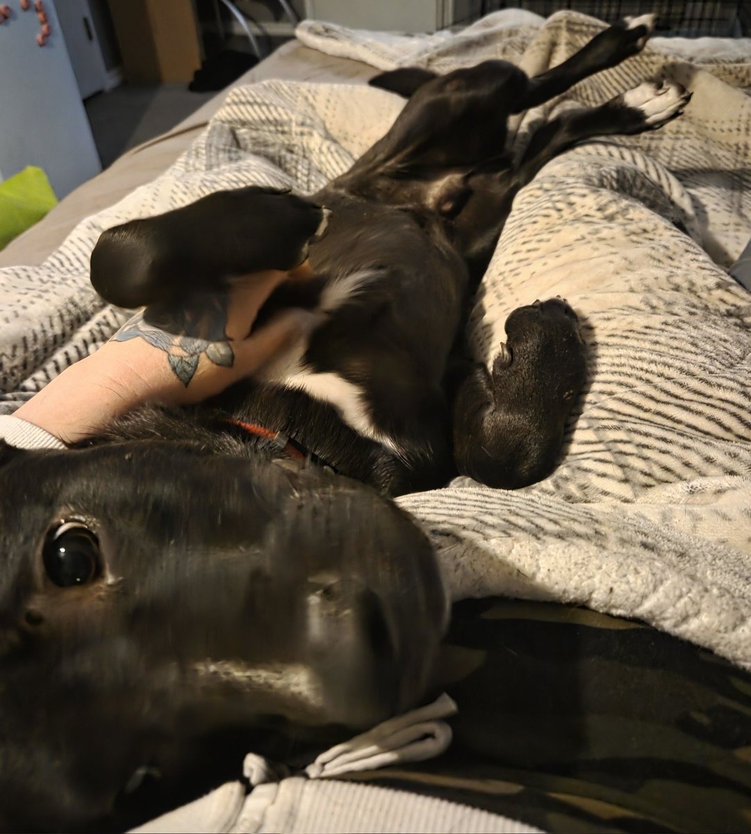 Amara Viera 💋previously Kat Kismet💋 tweet media