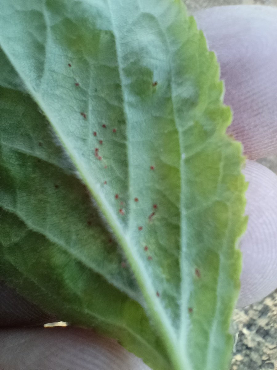 bayraktar🏆🏆 tweet media