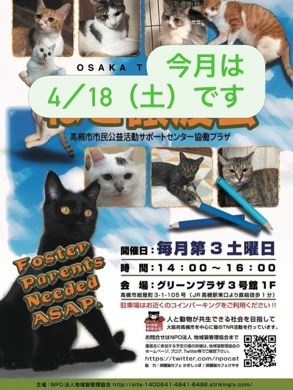 NPO法人地域猫管理協会 tweet media