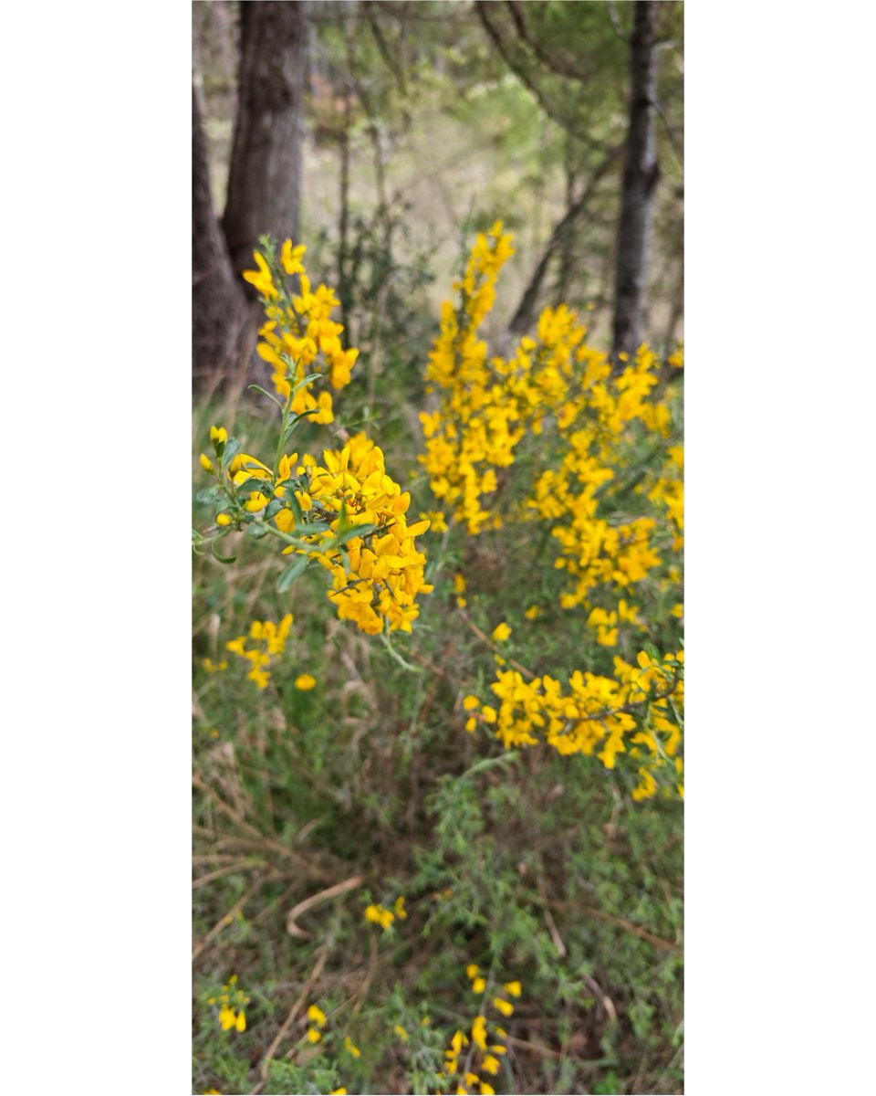 EnnaSwan's tweet photo. Infancia en la memoria, invierno en primavera, los pájaros siempre ahí, ciclistas a tumba abierta ajenos a lo de alrededor, vidrio entre las piedras, el abrevadero floreciendo, el tojo en flor el día en flor, la sonrisa permanente, el sonido del agua. Apenas 5 km del paseo de hoy https://t.co/2AasEf8zfM