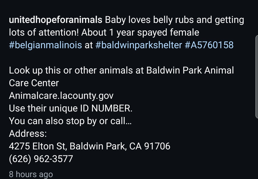 8415_n's tweet image. BABY #A5760158
1yo.#belgianmalinois

Baby is very #urgent in #BaldwinPark.

Are #Malinois
➡️ always high-energy?
➡️ hard to settle?
➡️ jumping fences?
➡️ in need of permanent enrichment?

Extreme cuddler Baby strongly disagrees.
Can you #adopt or #foster her to save her life?