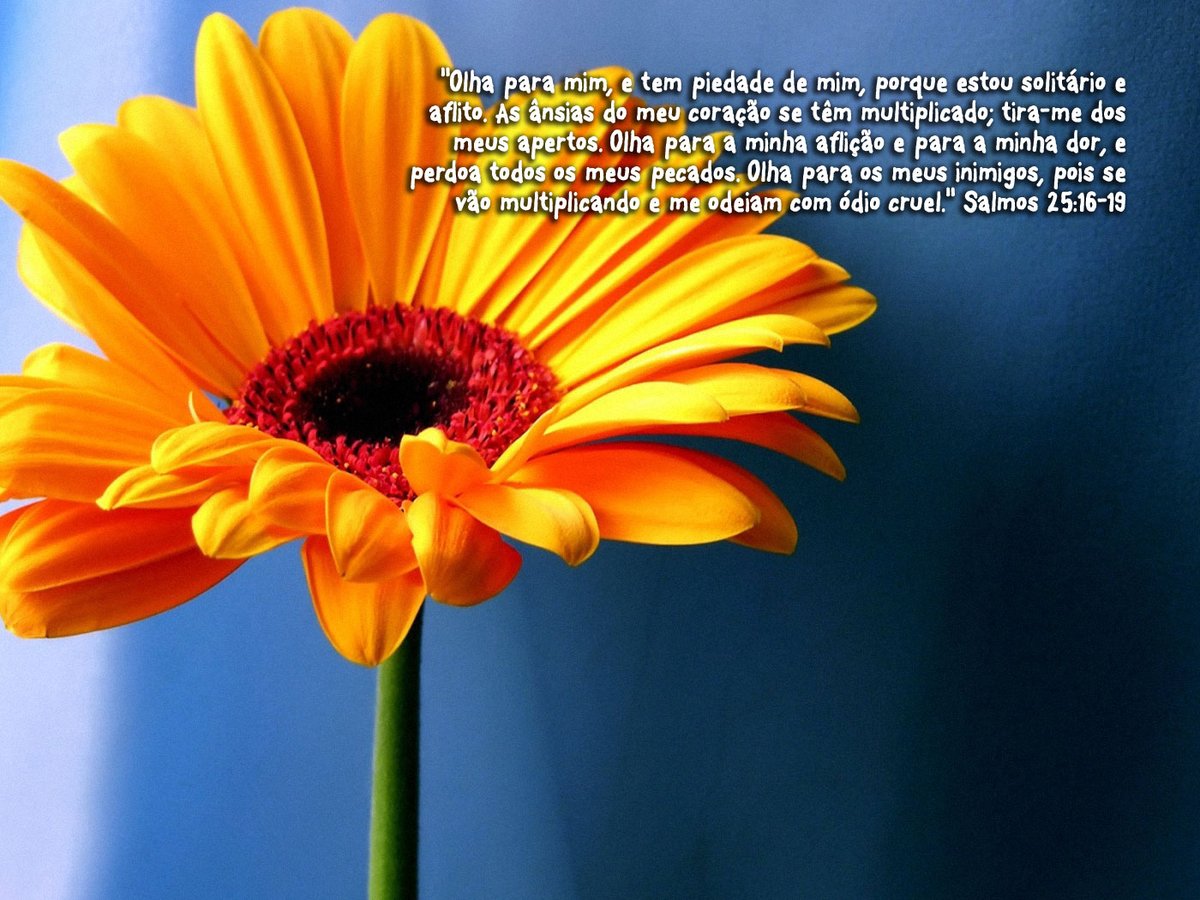 Devocional Diário tweet media