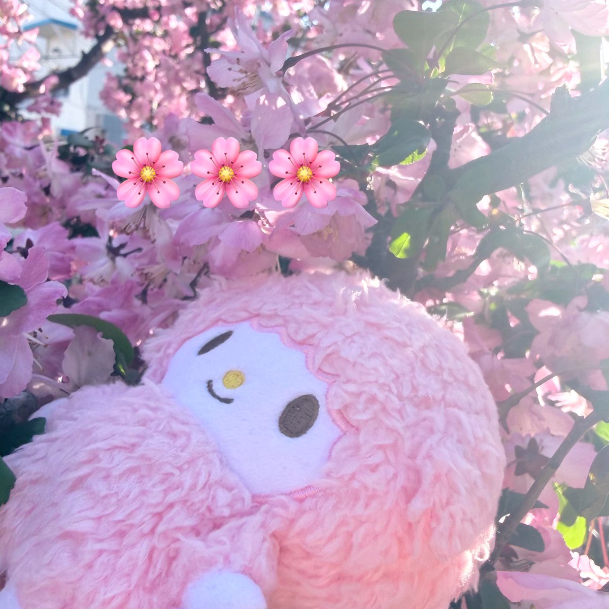 pame_963's tweet photo. 🌸おはなみぱめちゃん🌸
#マイスウィートピアノ #ぱめ活 https://t.co/XI6o99HA7A