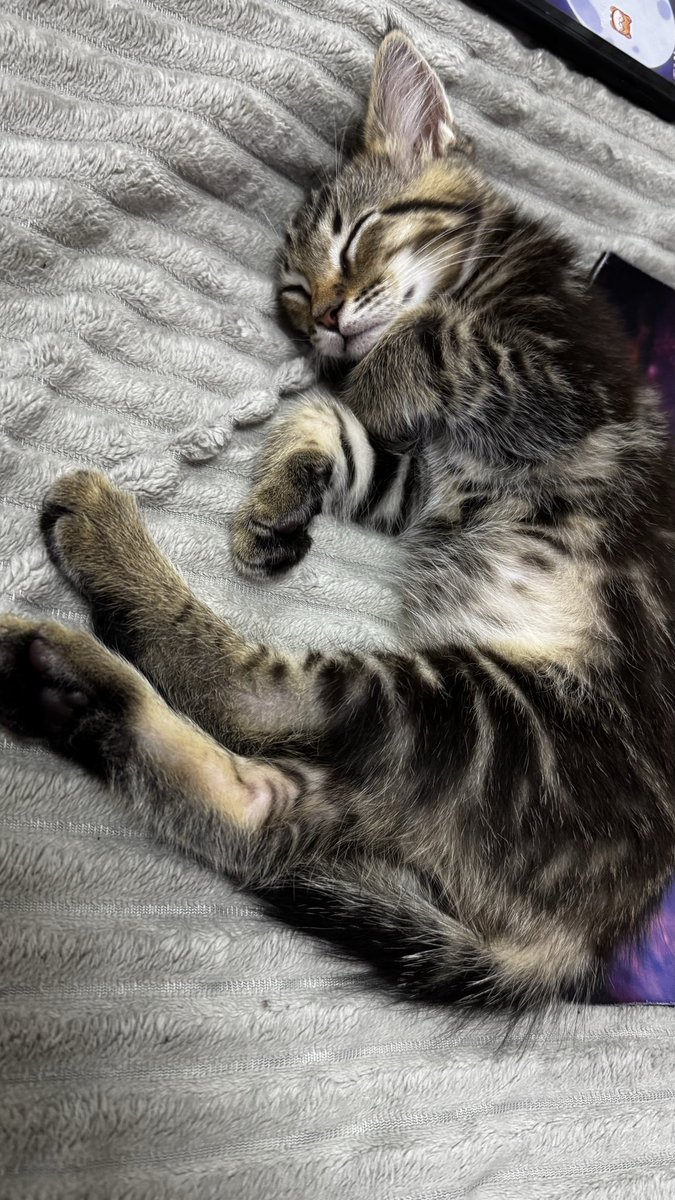 Бабуля, это я, Анастасия tweet media