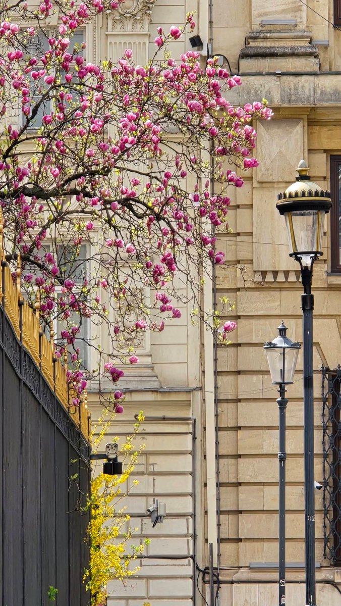 Travel_2Romania's tweet image. Sweet Bucharest - Magnolii înflorite pe strada Eugeniu Carada –  primăvară  în inima Bucureștiului 🌸

#bucurești #bucharest #românia #visitbucharest 
📸 Sweet Bucharest