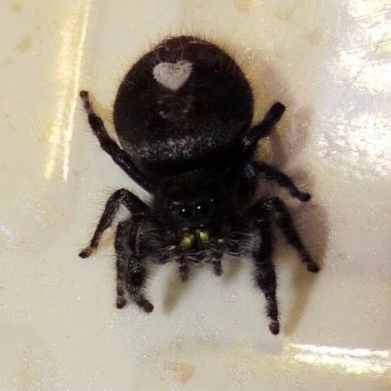 🕸️ vriska 🕷️ tweet media