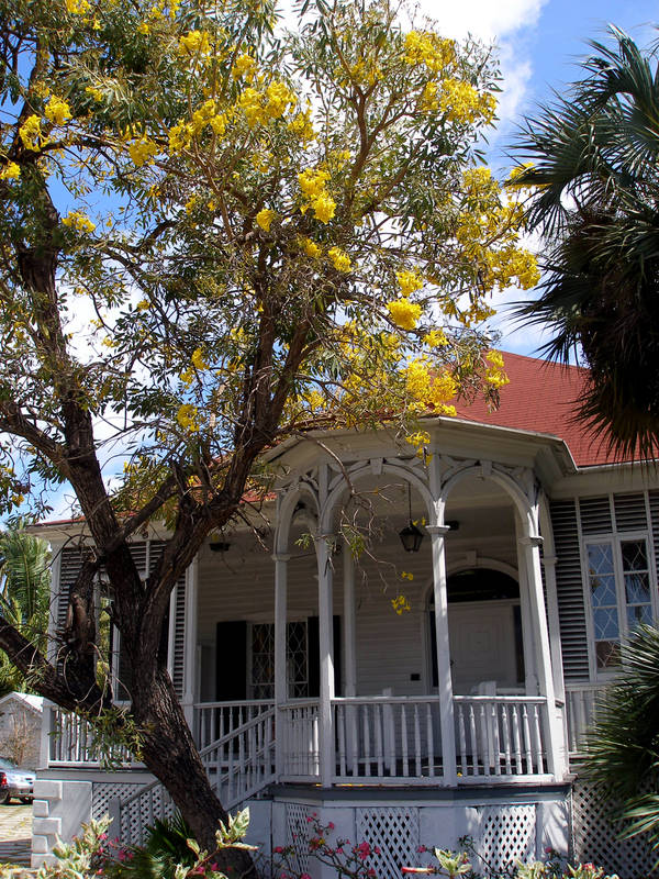 NativeStew's tweet image. The yellow Poi trees are blooming in Nassau.

#Bahamas #Nassau #yellow #Poi #tree #bloom #flowers #nature #photography