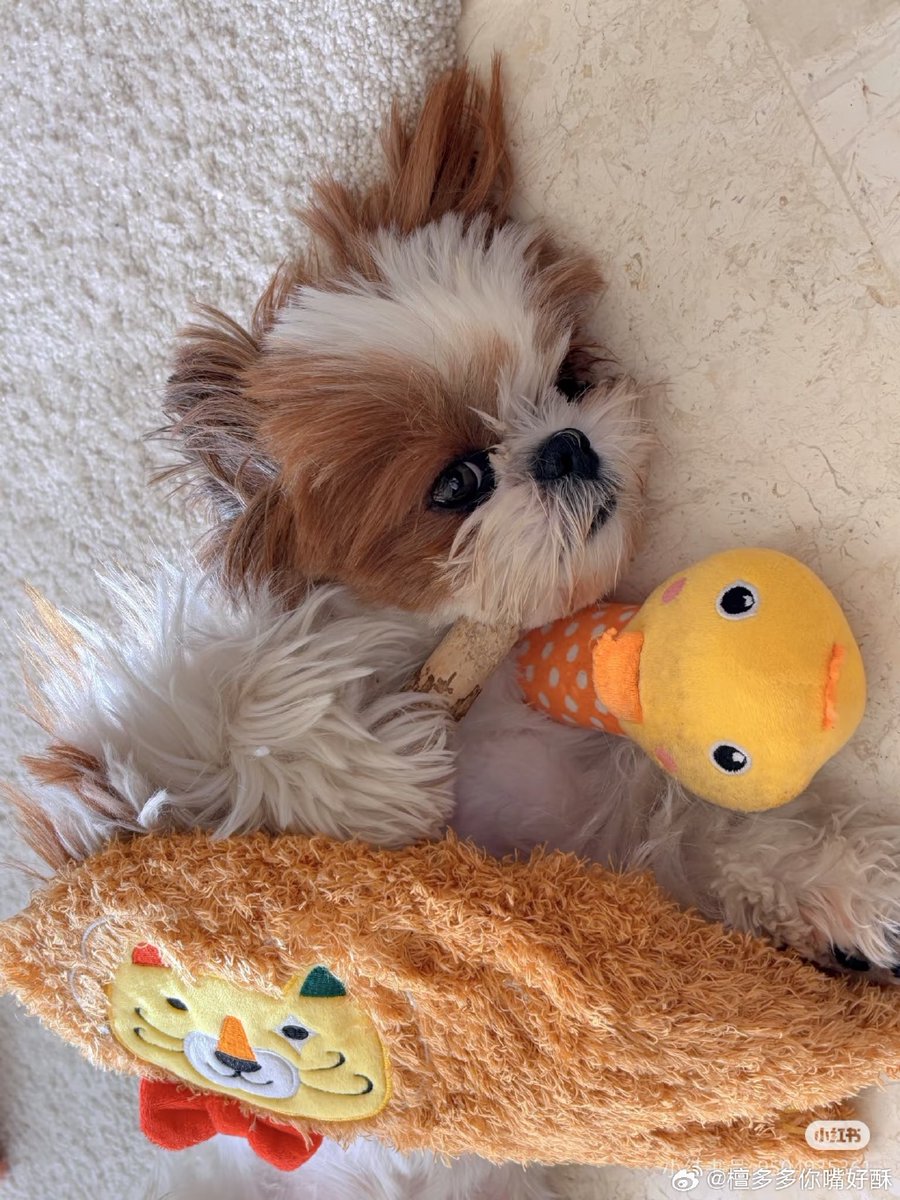 AlfieG3's tweet photo. "Watched my pup go from tiny ball of fluff to a sidekick who steals socks and my heart.  Every messy, waggy day’s a gift! #PetGrowth #DogMomLife" https://t.co/xLTqA2erkn