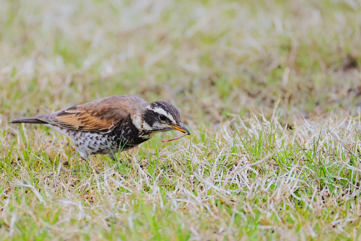 にっし〜〜 tweet media