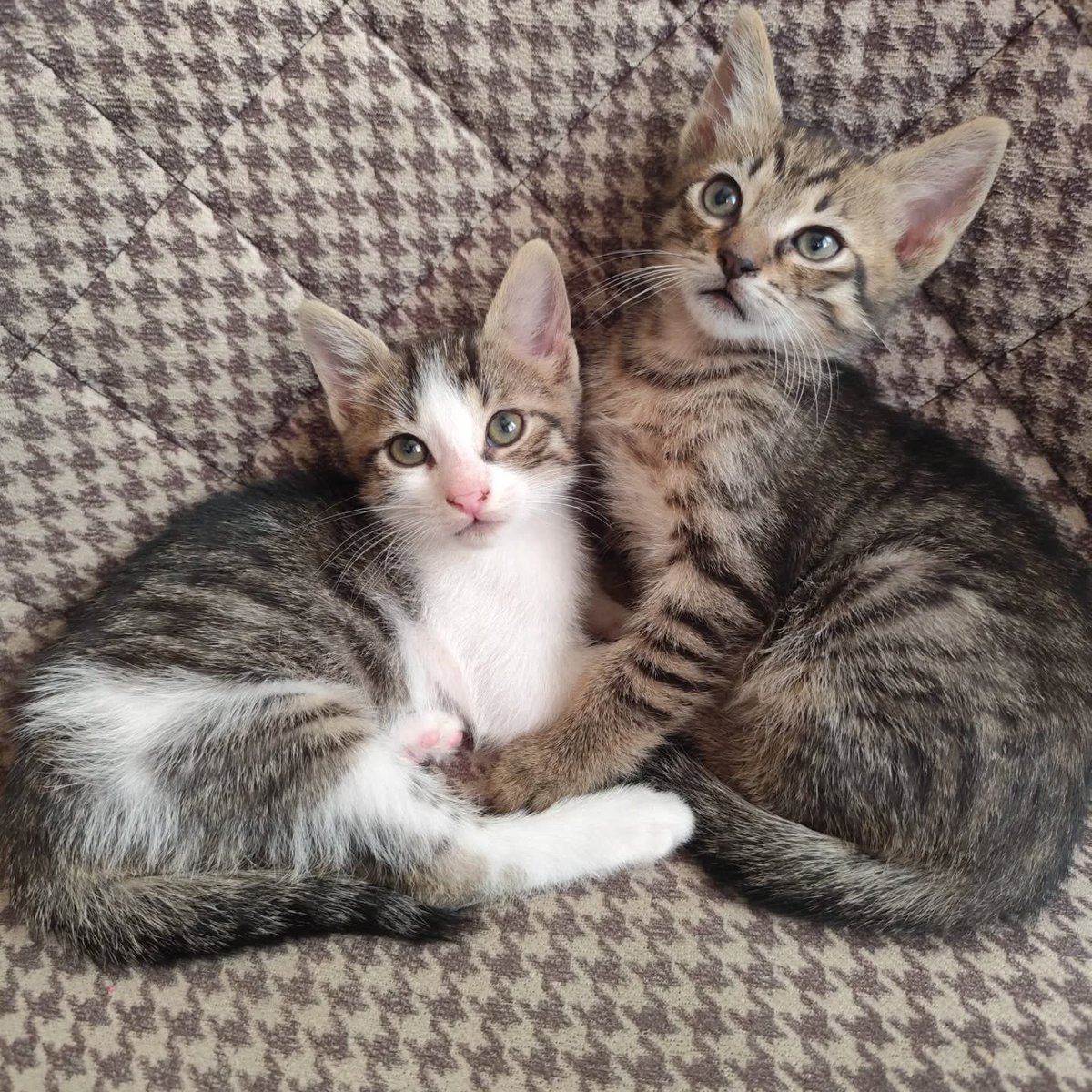 Zülal Kutluer tweet media