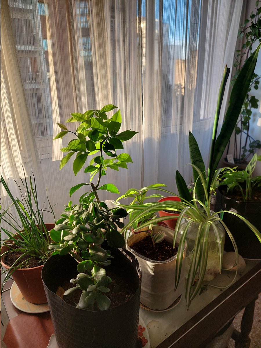 liwi🌱✨️ tweet media