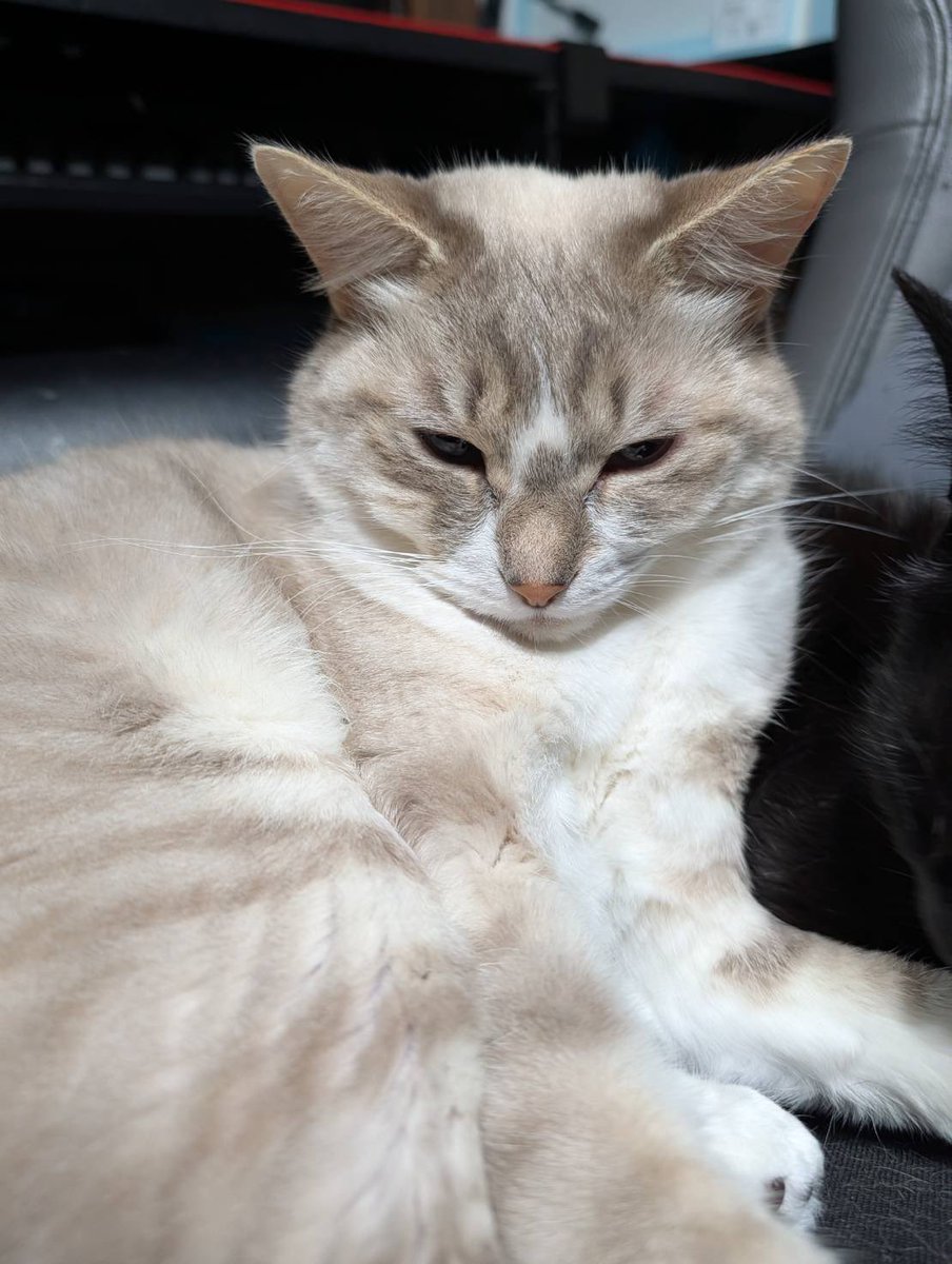 ☄️流之助-Ryunosuke tweet media