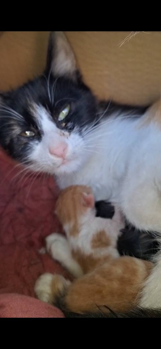 Zülal Kutluer tweet media