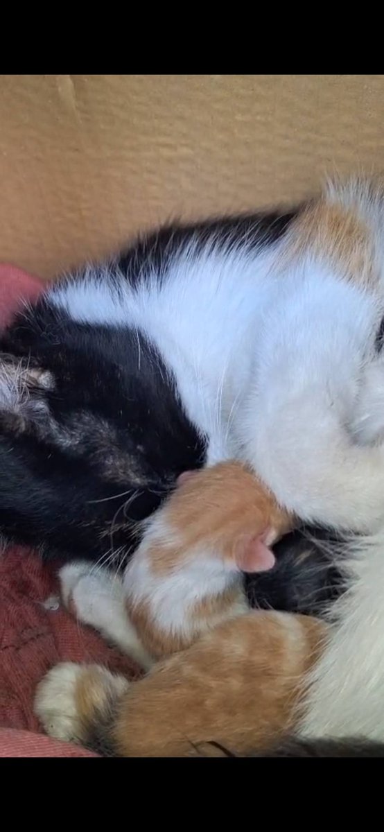 Zülal Kutluer tweet media