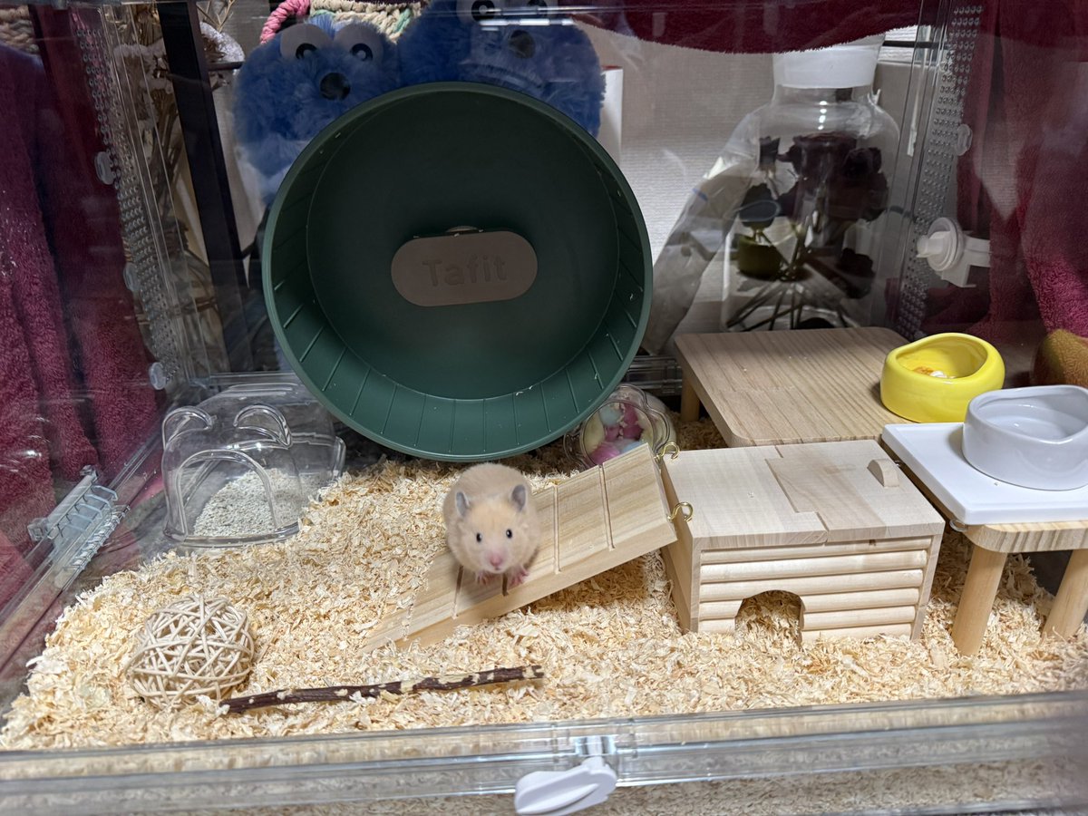 ほたて🐹 tweet media