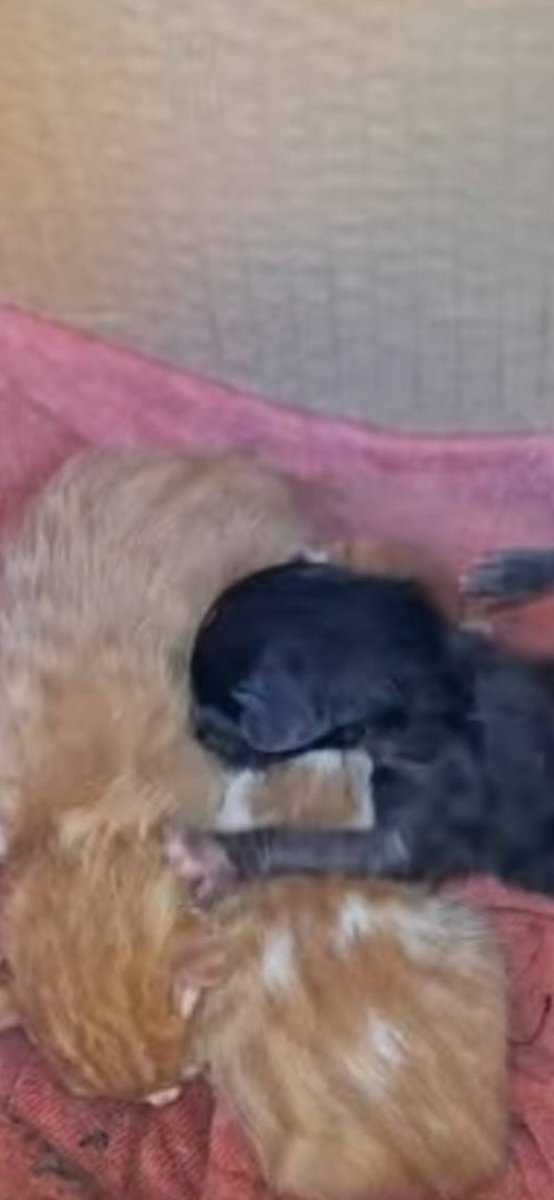 Zülal Kutluer tweet media