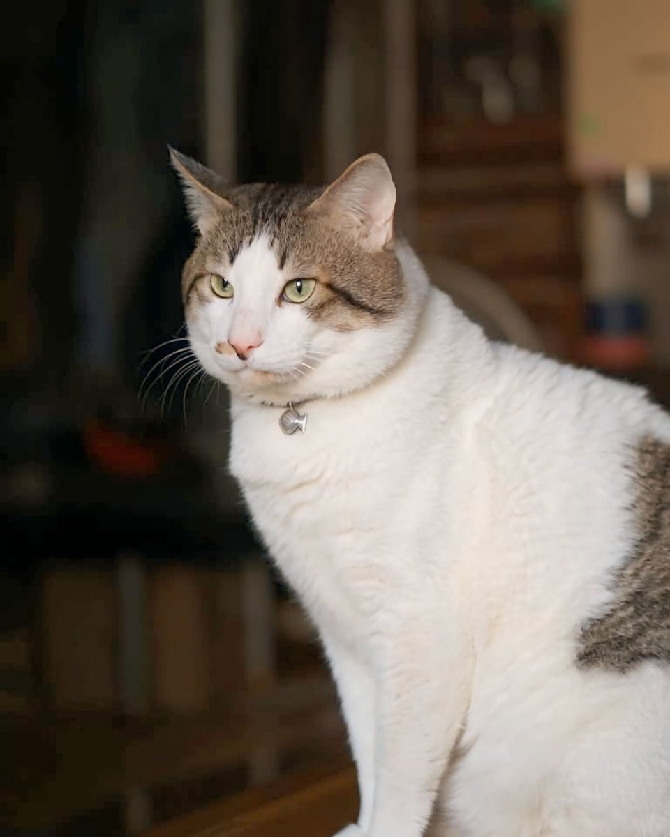 ねここあ‎📷💭 ̖́- tweet media