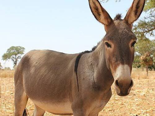 faisal202122 tweet media