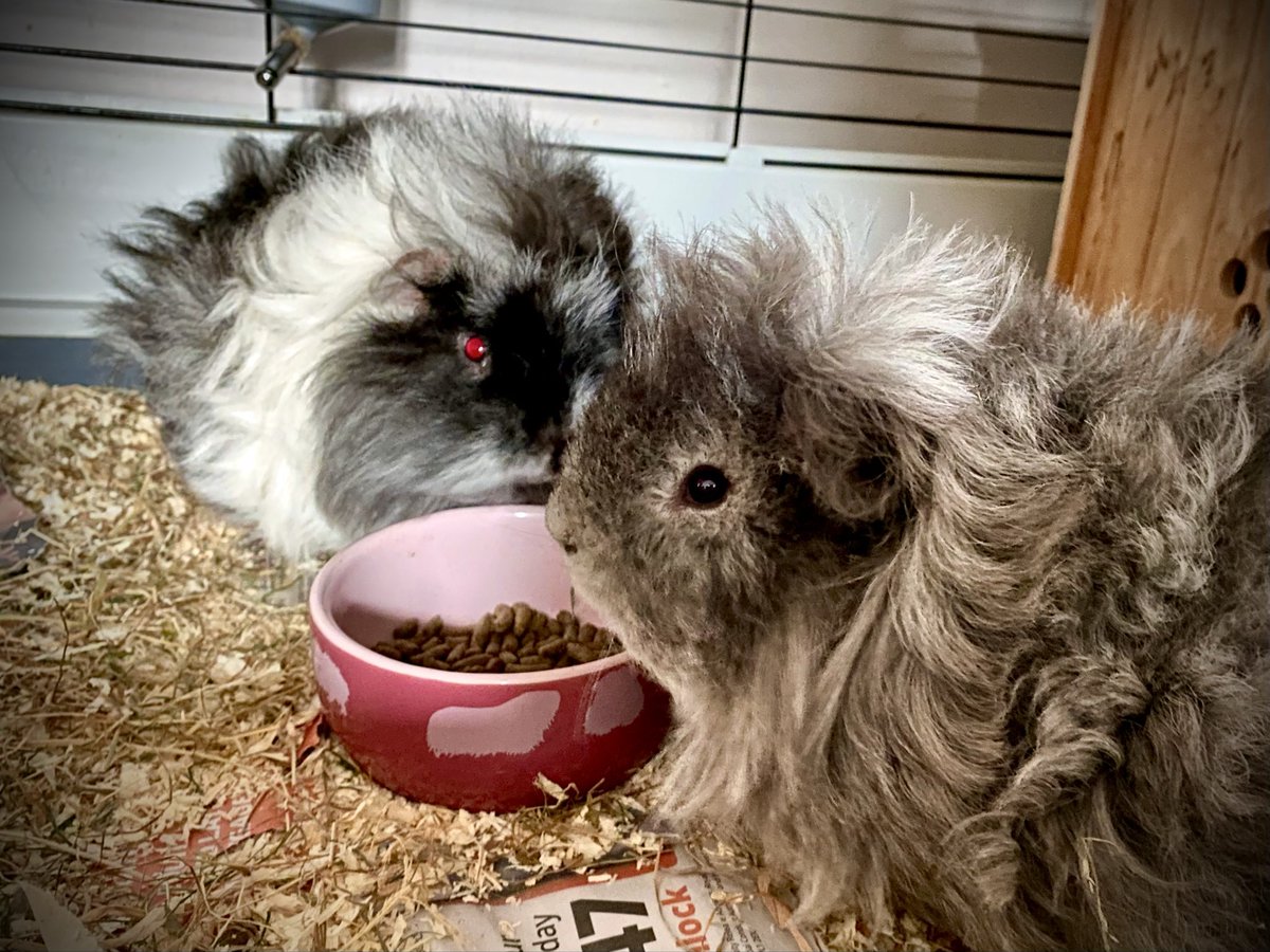 ポールっこ tweet media