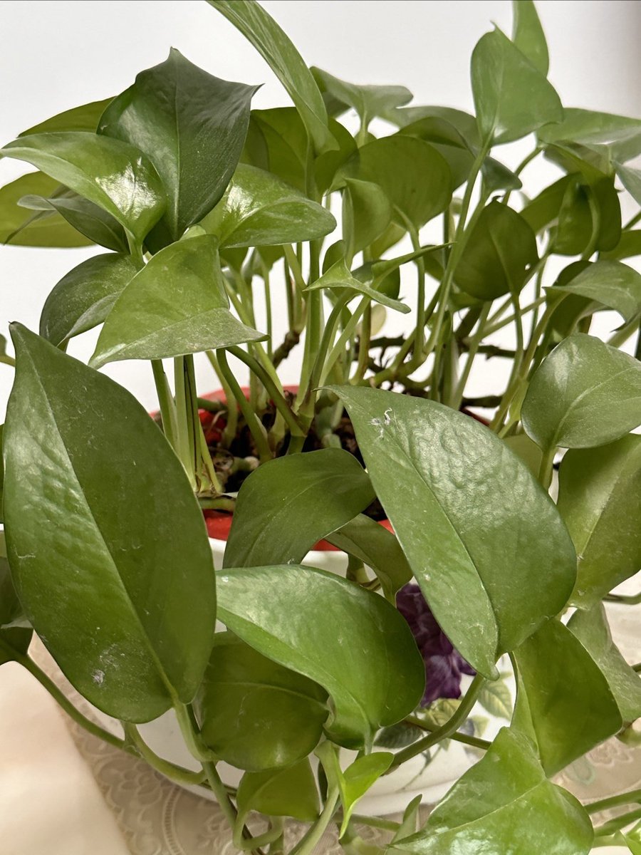 vanessa pelletier tweet media